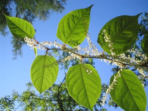Fiche Renouée du Japon - plante exotique envahissante