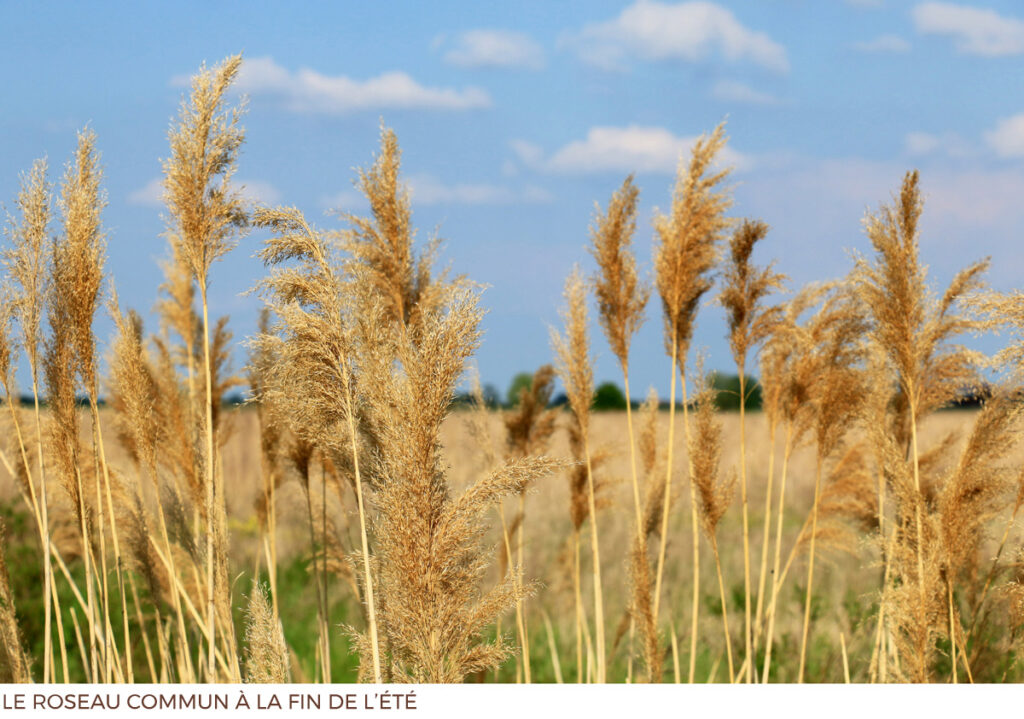 Fiche Roseau commun (Phragmite) - plante exotique envahissante